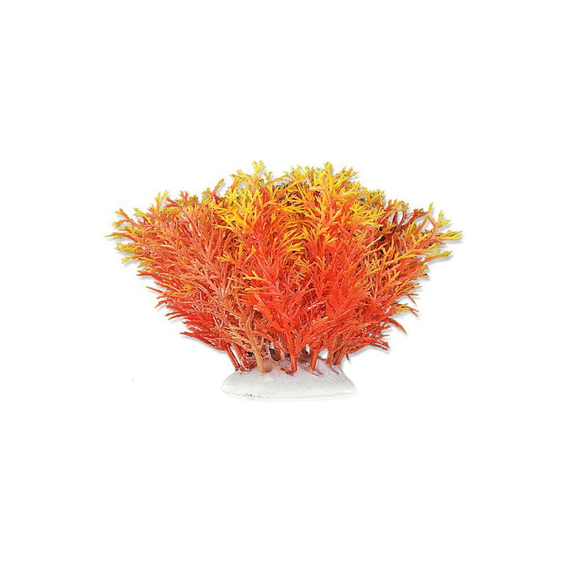 Happet akvariumų augalas oranžinis