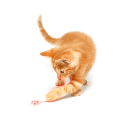 Nobleza žaislas–lazeris katėms