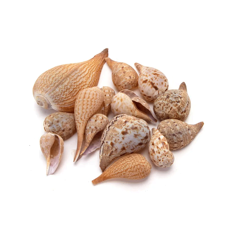 Nobleza gelsvos kriauklės akvariumams