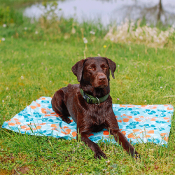 Nobby Flower vėsinantis kilimėlis augintiniams, 90x50 cm