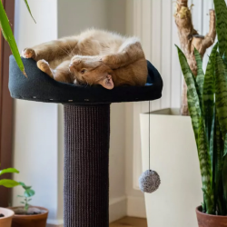 Ecomfy Alex pilka draskyklė katėms