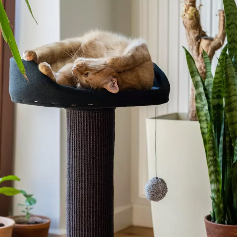 Ecomfy Alex pilka draskyklė katėms