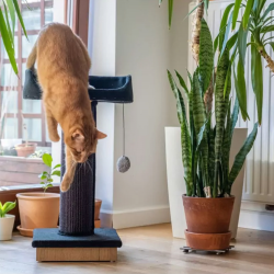 Ecomfy Alex pilka draskyklė katėms