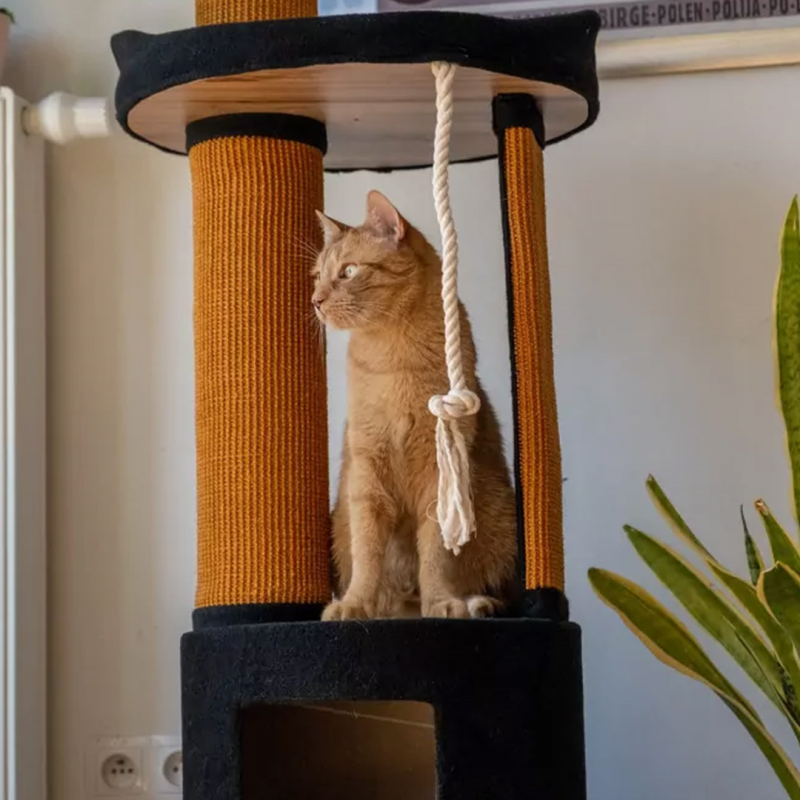 Ecomfy Mega Jack draskyklė katėms