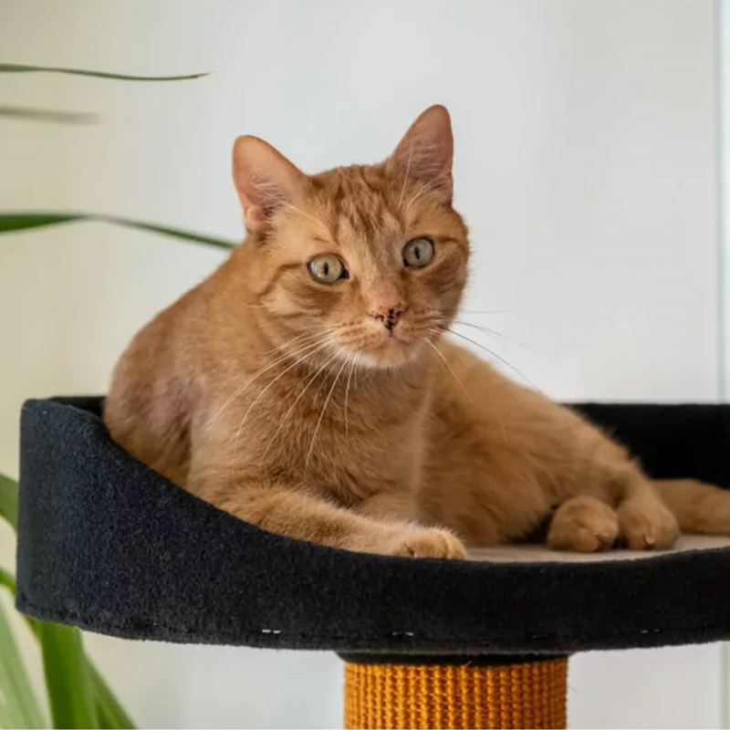 Ecomfy Mega Jack draskyklė katėms