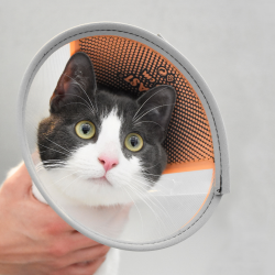 Genia Velfast apsauginis gaubtas šunims ir katėms, 7,5 cm