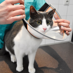 Genia Velfast apsauginis gaubtas šunims ir katėms, 7,5 cm