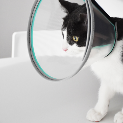 Genia Velfast apsauginis gaubtas šunims ir katėms, 7,5 cm