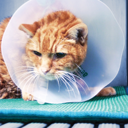 Genia Necky apsauginis gaubtas katėms ir šunims, 7,5 cm