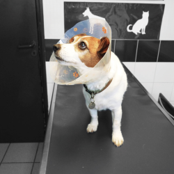 Genia Funcol plastikinė apykaklė katei, šuniui, 12,5 cm