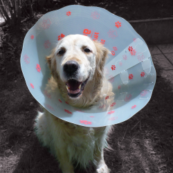 Genia Funcol plastikinė apykaklė katei, šuniui, 15 cm