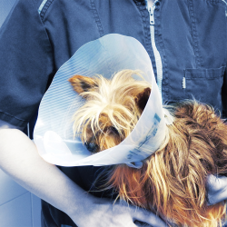 Genia Greencol plastikinė apykaklė šuniui ir katei, 7,5 cm