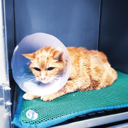 Genia Greencol plastikinė apykaklė šuniui ir katei, 15 cm