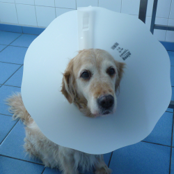 Genia Smocky apsauginė apykaklė šuniui ir katei, 25 cm