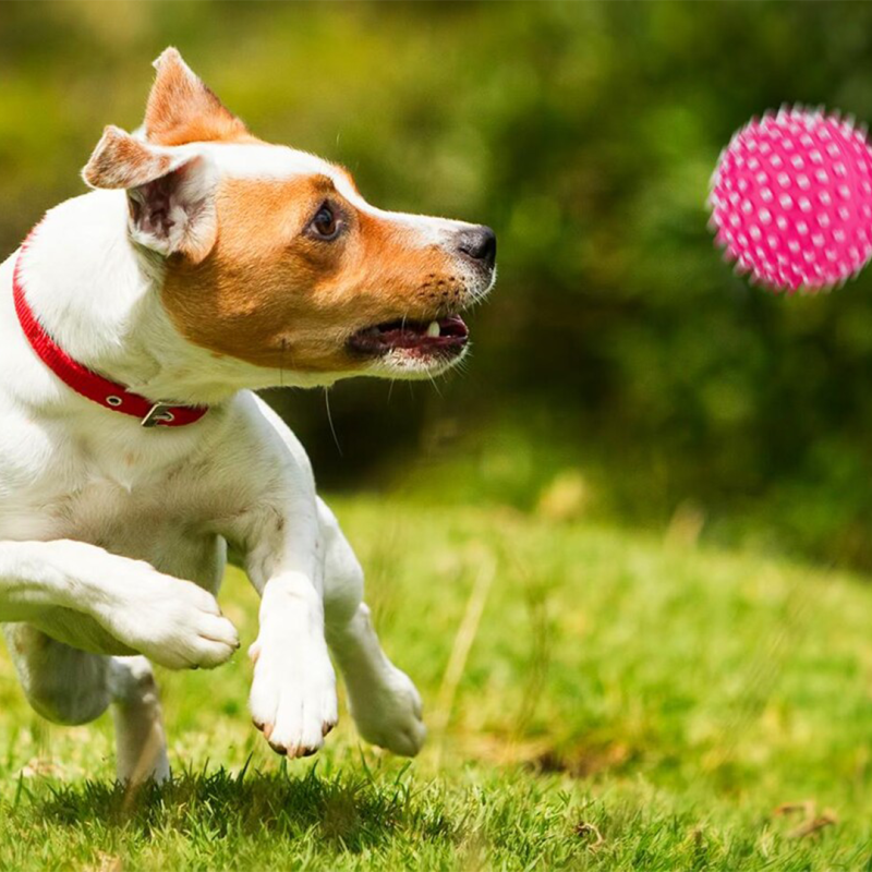 Happet Ball Toy raudonas spygliuotas kamuoliukas šunims