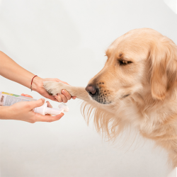 Nobleza šampūnas pėdutėms su šepetėliu