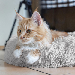 Happet pilkas guolis augintiniui, 40 cm