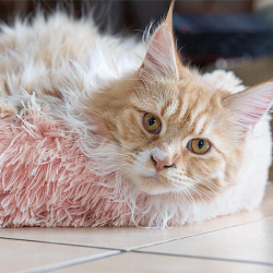 Happet rožinis guolis augintiniui, 40 cm