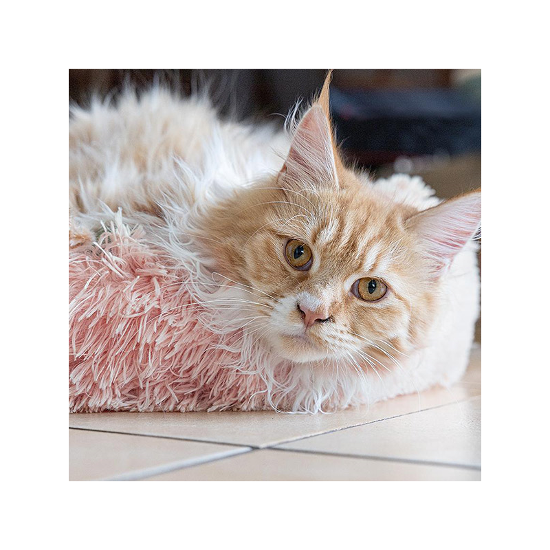 Happet rožinis guolis augintiniui, 50 cm