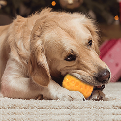 Nobleza kamuoliukas augintiniui