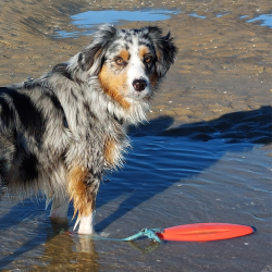 Nobby gelbėjimosi plūduras šuniui, 26 cm