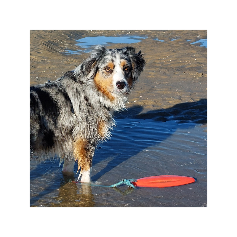 Nobby gelbėjimosi plūduras šuniui, 26 cm