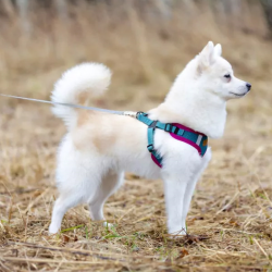 Comfy raudonos petnešos šunims, M