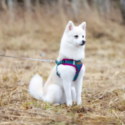 Comfy turkio spalvos petnešos šunims, S