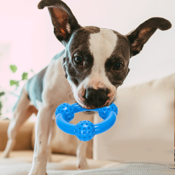 Nobleza kramtymo žaislas šunims, 9,5 cm