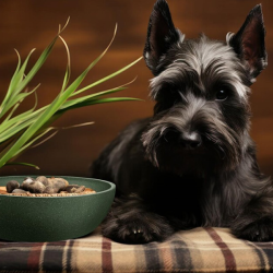 Happet bambukinis, žalios spalvos dubenėlis šunims ir katėms, 0,5l