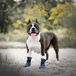 Amiplay Bristol raudoni batai šunims, XXL, 2 vnt.