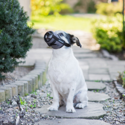 Amiplay Muzzle Air pilkas antsnukis šunims, XS