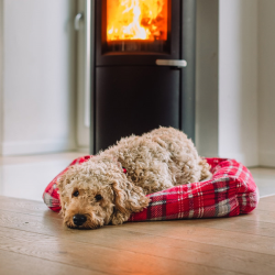 Nobby Kareli guolis šunims ir katėms, 60x60x20 cm