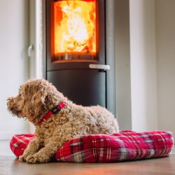 Nobby Kareli guolis šunims ir katėms, 60x60x20 cm