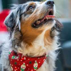 Nobby kalėdinė bandana šuniui, L, 50 cm
