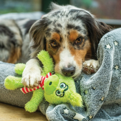 Nobby grinčas pliušinis žaislas šunims, 42 cm