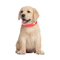 Nobleza LED šviečiantis antkaklis šunims, 18,4x3,7x1,3 cm