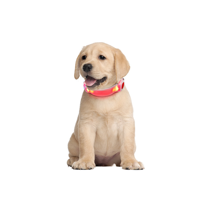 Nobleza LED šviečiantis antkaklis šunims, 18,4x3,7x1,3 cm