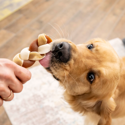 8in1 Delights Chewy Braids skanėstas vidutinių ir didelių veislių šunims, 80 g