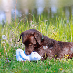 Nobby poliarinė meška, plūduriuojantis žaislas šunims