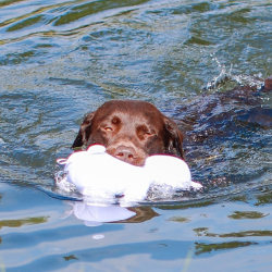 Nobby poliarinė meška, plūduriuojantis žaislas šunims