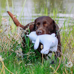 Nobby poliarinė meška, plūduriuojantis žaislas šunims