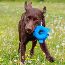 Nobby bebras, plūduriuojantis žaislas šunims