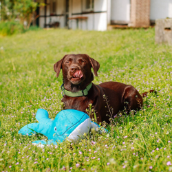 Nobby banginis XL, plūduriuojantis žaislas šunims