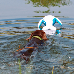 Nobby delfinas, plūduriuojantis žaislas šunims