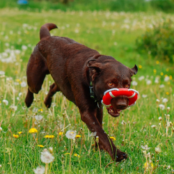 Nobby gelbėjimosi ratas su virve, plūduriuojantis žaislas šunims
