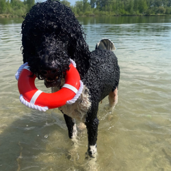 Nobby gelbėjimosi ratas su virve, plūduriuojantis žaislas šunims