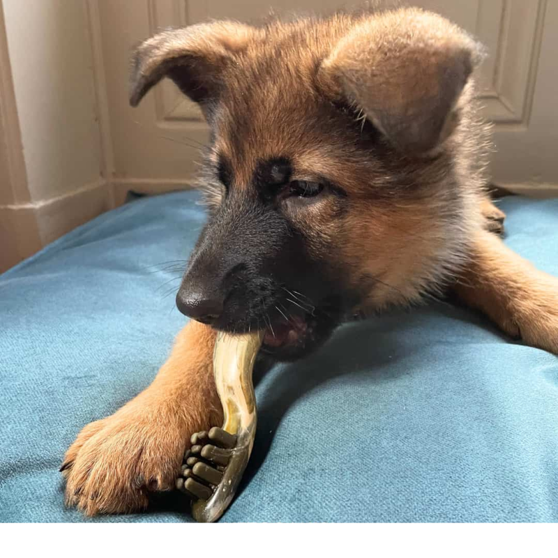 Bogar Dental skanėstas nuo apnašų mažų veislių šunims, 110 g