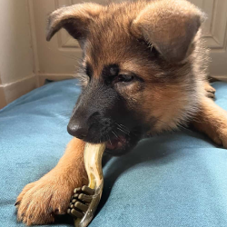 Bogar Dental skanėstas nuo apnašų vidutinio dydžio veislių šunims, 110 g