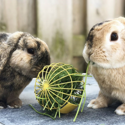 Nobby maisto kamuoliukas žaislas triušiams, 10 cm